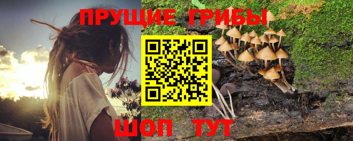 Фрязино  Галлюциногенные грибы Psilocybe  Вход с VPN 